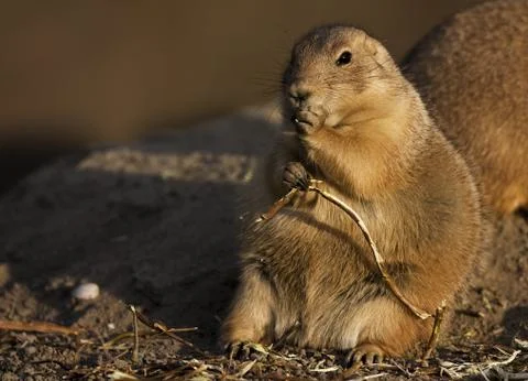 Getting full 스톡 사진