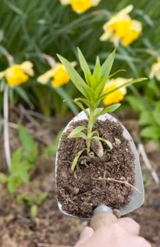 Getting The Garden Going Stock Photos