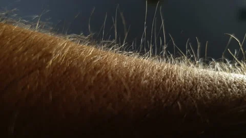 Getting Goose Bumps Macro shot at Sunset Stock Footage 135695952