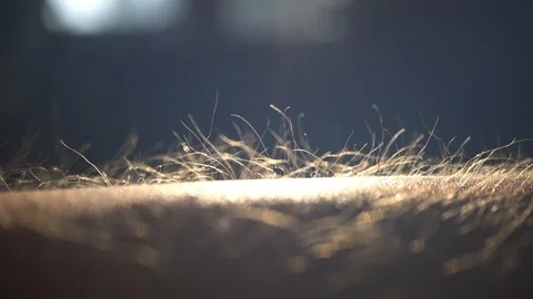 Getting Goose Bumps, Macro, Sunset Time Stock Footage 109439202