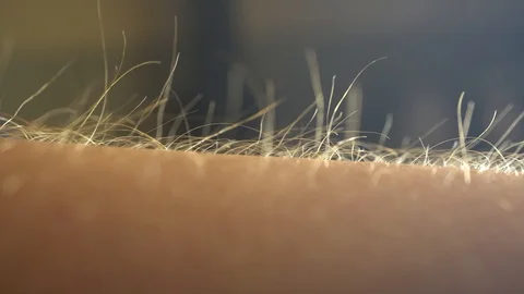 Getting Goose Bumps, Macro, Sunset Time Stock Footage 120084516