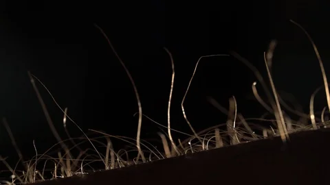 Getting Goose Bumps, Macro, Sunset Time Stock Footage 128332725