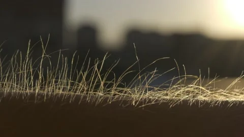 Getting Goose Bumps at Sunset, Macro, City Background Stock Footage 162548657