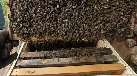 Getting personal with a Bee Hive great close up Video stock 42115266