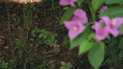 Getting Pink Flower in Focus Stock Footage 71446171