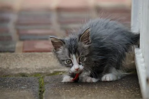 Getting ready to attack Stock Photos