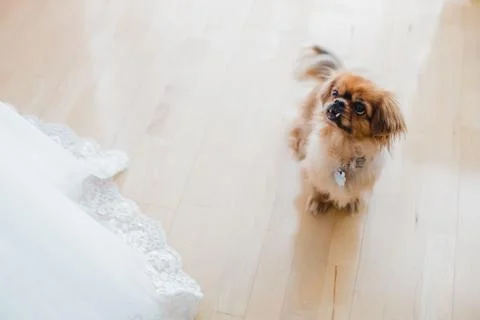 Getting ready bride wedding Stock Photos