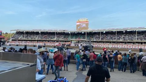 Getting Ready for the Chuckwagon Races at the Calgary, Stampede Stock-Fotos