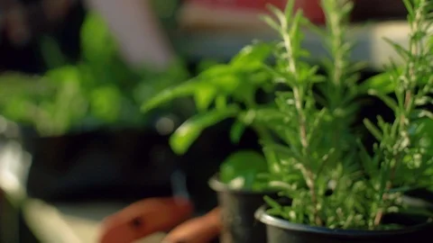 Getting Ready to plant Stock Footage 94122997