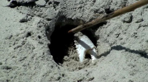 Getting a sand crab to move Stock Footage 37668662