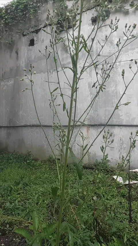 Getting Taller, Vertical Stock Footage 299915460