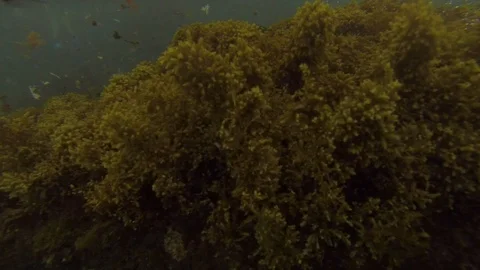 Getting into the wea water before snorkeling Stock Footage 104306182
