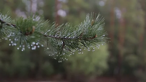A getting wet branch of pine with sparkling drops hanging on it Stock Footage 85569320