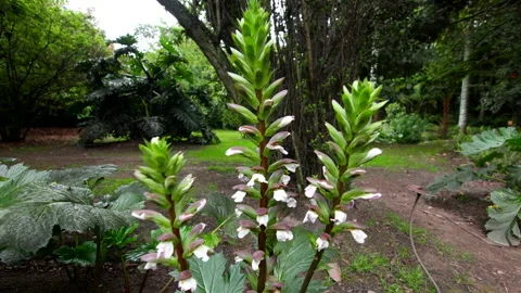 GETTY Stock Footage 233293739