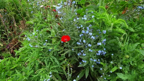 GETTY Stock Footage 233293784