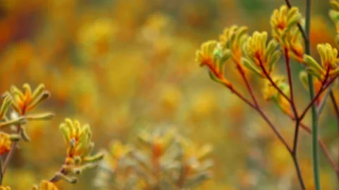 GETTY Stock Footage 233294365