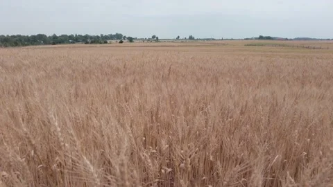 Gettysburg Wheat field Stock Footage 232719868