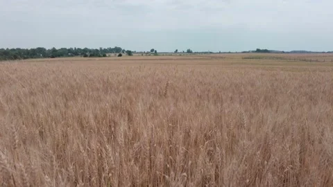 Gettysburg Wheat field Stock Footage 232721589