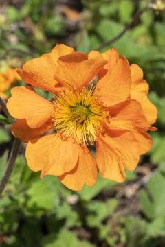 Geum 'Fireball' Stockfoto's