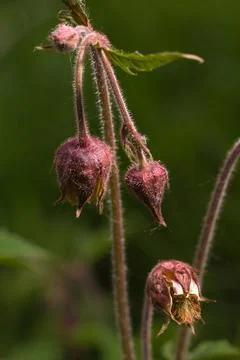 Geum rivale in buds Stock Photos