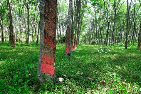 Gevea trees Stock Photos