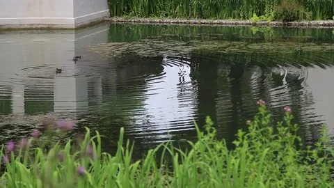 Gewässer mit Wasservögeln Video stock 81137516