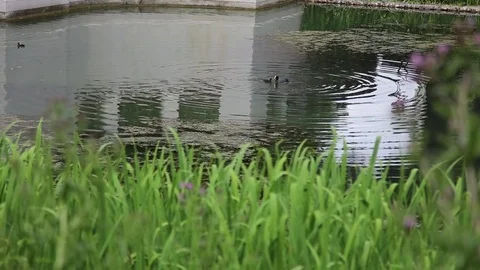 Gewässer mit Wasservögeln Video stock 81138292