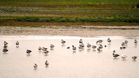 Geylag gooses Stock Photos