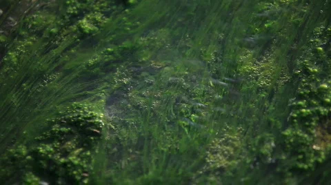 Geysers, volcano Stock Footage