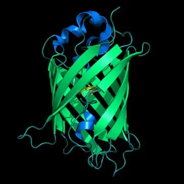 GFP - green fluorescent protein Stock Illustration