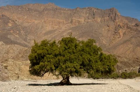 Ghaf baum (prosopis cineraria), wadi bani awf, sultanat oman / ghaf tree, (pr Stock Photos
