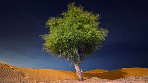 Ghaf tree in Dubai Abu Dhabi Sharjah Ras Al Khaimah Fujeirah Ajman Umm Al Quwain 動画素材 25271285
