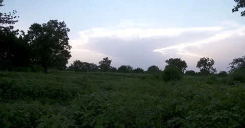 Ghanaian farmer Stock Footage 69065314