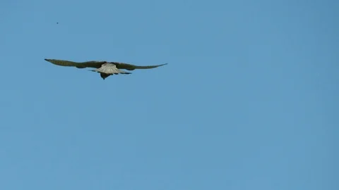 Ghappio Stock Footage 95284688