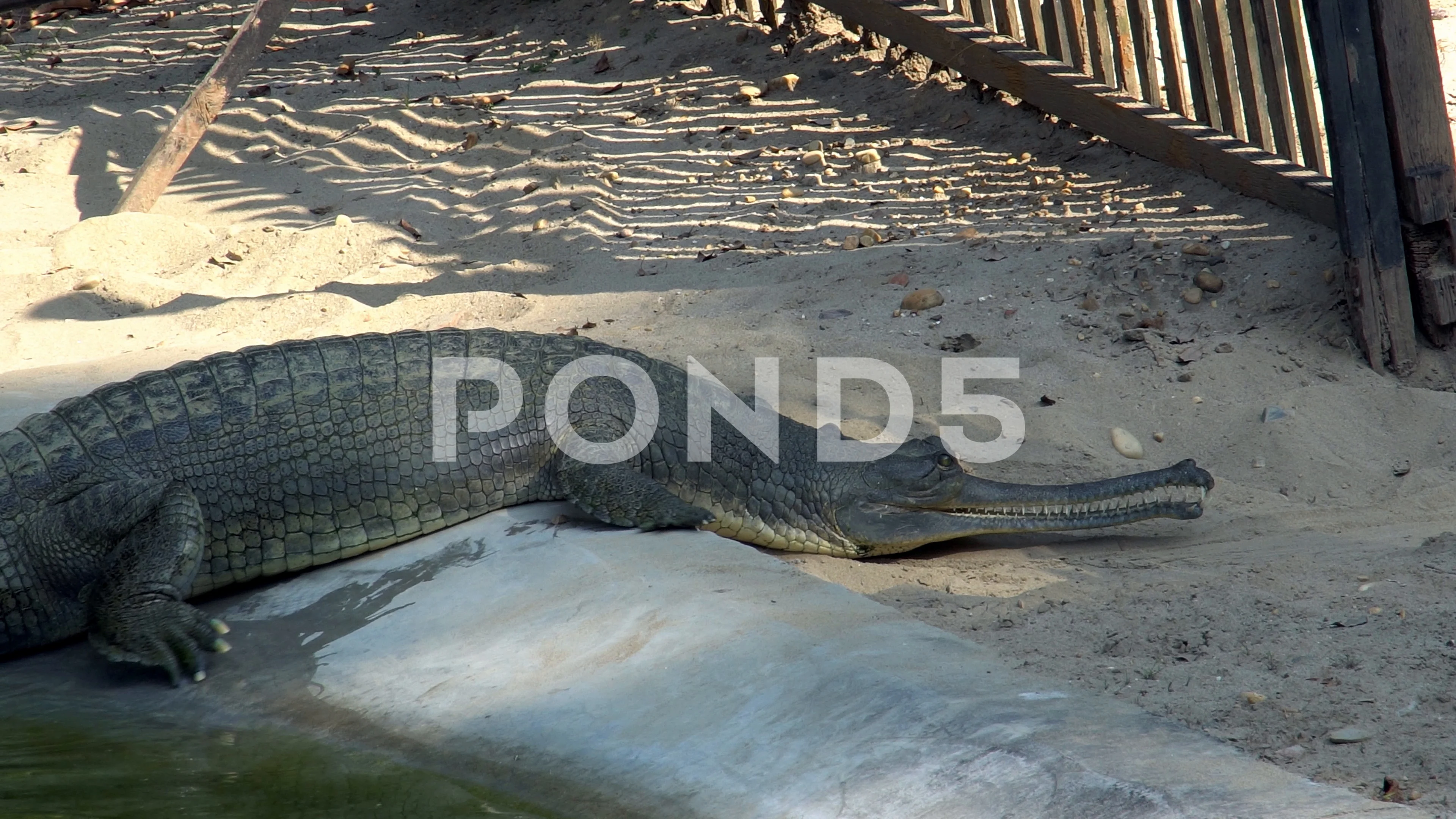 Gharial Crocodile (Gavialis Gangeticus),... | Stock Video | Pond5