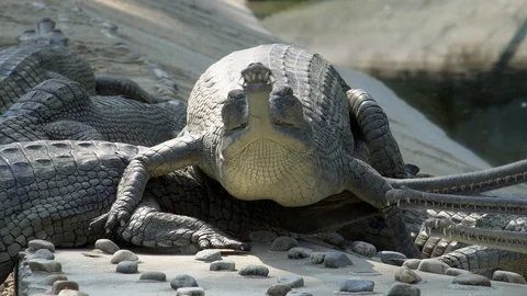 Gharial crocodile (Gavialis gangeticus), also known as the Gavial in  Breeding