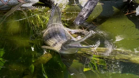 Gharial crocodile opens and closes mouth in river Stock Footage 111884981