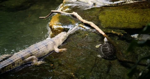 Gharial Crocodile in a Stream Video stock 95055694