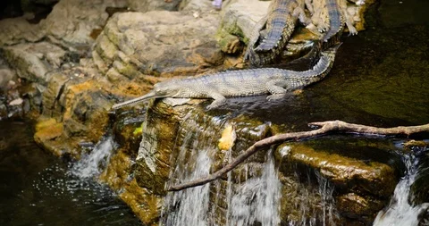 Gharial Crocodile in a Stream Stock Footage 95056247