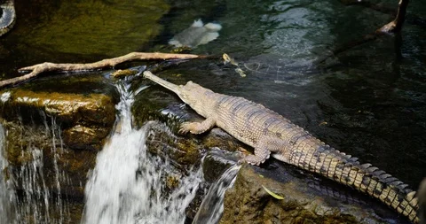 Gharial Crocodile in a Stream Stock Footage 95056283