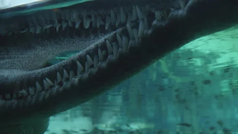 Gharial Crocodile Teeth Stock Footage 170701607