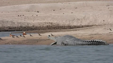 Gharial dashing in to water Stock Footage 154235290