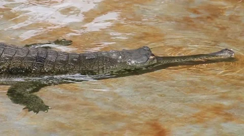 Gharial Stock Footage 8043384