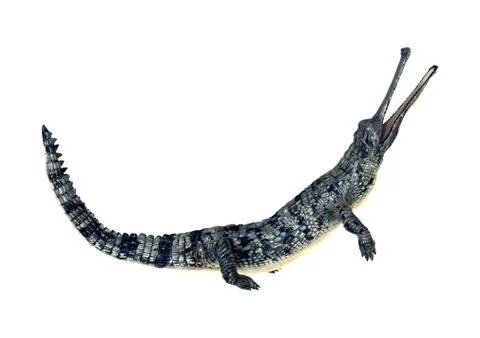 Gharial Stock Illustration