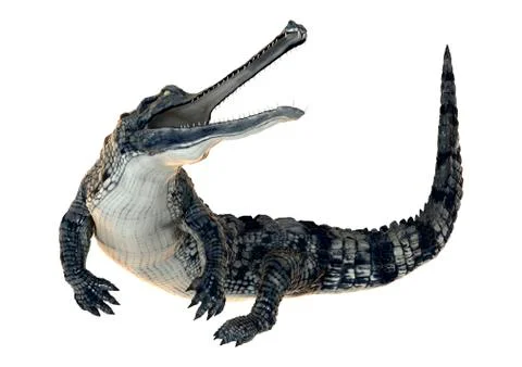 Gharial Stock Illustration