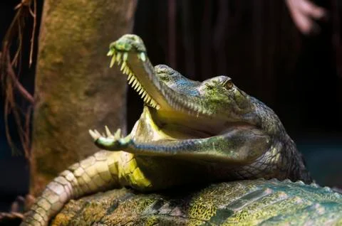 Gharial Stock Photos
