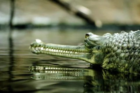 Gharial Stock Photos