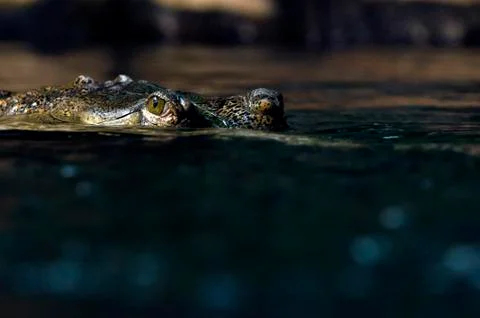 Gharial Foto stock