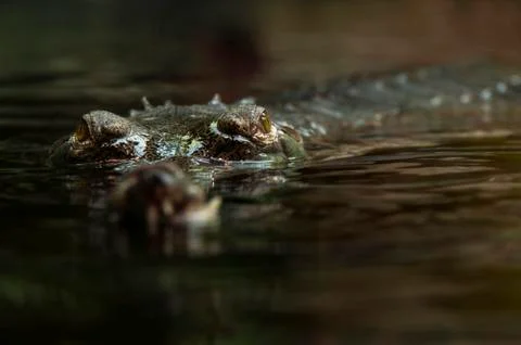 Gharial Stock Photos