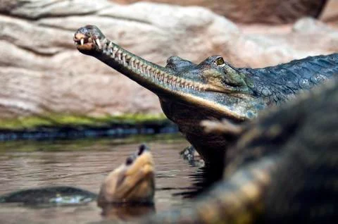 Gharial Stock Photos
